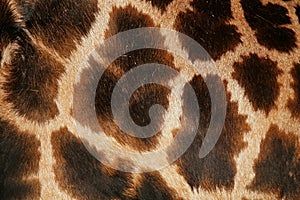 Detail of the skin on an African giraffe