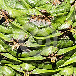 Bunya Pine Cone