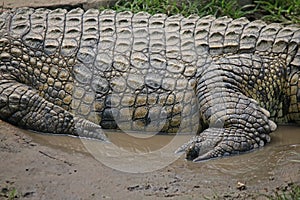 CLOSE VIEW OF SIDE OF NILE CROCODILE LYING IN PUDDLE OF WATER