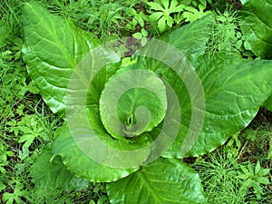 Detail of Skunk Cabbage plant