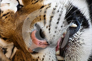 Detail of a sleeping Siberian tiger