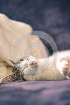 Detail of sleeping white kitten with tabby spots on head