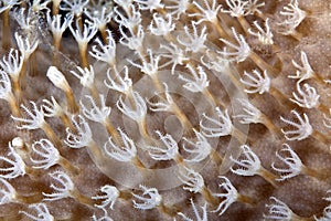 Detail of slimy leather coral in the Red Sea.