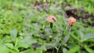 Detail of a small black bee pollinating a pink flower thistle