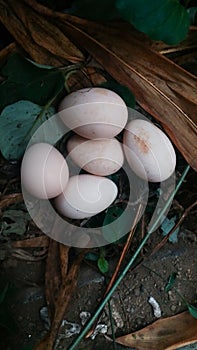 Detail of small chicken eggs and grass background (macro)