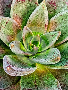 Detail of Small Echeveria Succulent Plant