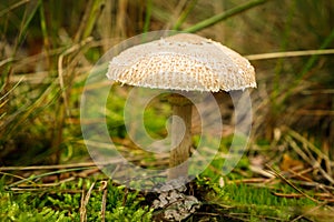 Detail of small Macrolepiota procera mushroom