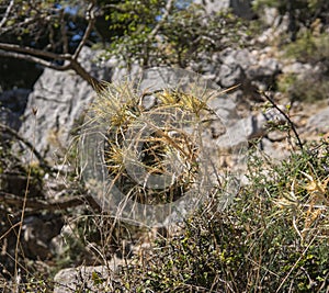 detail of a small plant growing in mediterranean region in Croatia