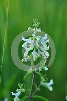 Small white flower