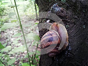 Detail snail run to the top.