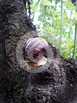 Detail snail run to the top.