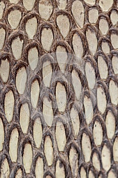 Detail of snake skin belt. A close up of a belt of the most venomous snake King cobra on Bali island in Indonesia. Product from