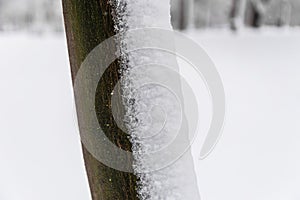Detail of the snow on a tree trunk