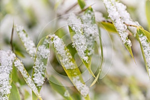 Detail of snowflakes on bamboo leaves. Nature in winter