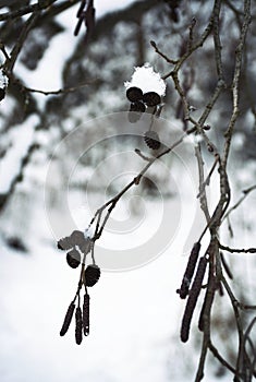 Detail of a snowy alder branch