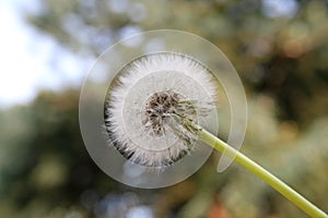 Detail of a `Soffione`, Italian name of the seeds of the Dandelion plant photo