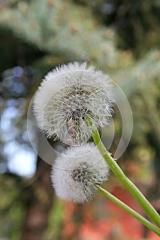 Detail of a `Soffione`, Italian name of the seeds of the Dandelion plant photo