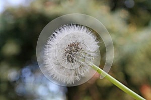 Detail of a `Soffione`, Italian name of the seeds of the Dandelion plant photo