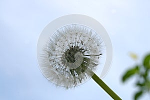 Detail of a `Soffione`, Italian name of the seeds of the Dandelion plant photo