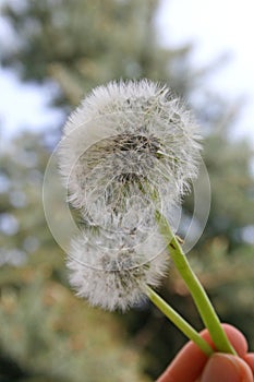 Detail of a `Soffione`, Italian name of the seeds of the Dandelion plant photo