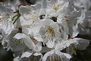 Detail of soft cherry blossoms