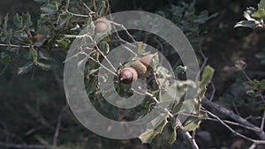 Detail of some acorns on the oak tree with branches with green leaves in the middle of the forest in Catalonia, Spain