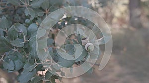 Detail of some acorns on the oak tree with branches with green leaves in the middle of the forest in Catalonia, Spain