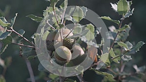 Detail of some acorns on the oak tree with branches with green leaves in the middle of the forest in Catalonia, Spain