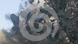 Detail of some acorns on the oak tree with branches with green leaves in the middle of the forest in Catalonia, Spain