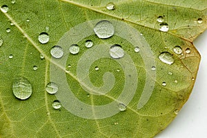 Some drops of water on a leaf photo