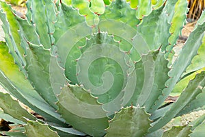 Detail of some maguey plants photo