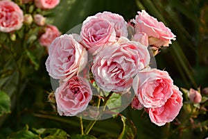 Pink roses on a rosebush in a garden photo