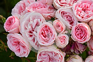 Pink roses on a rosebush in a garden photo