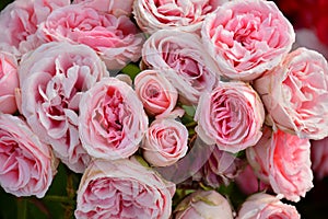 Pink roses on a rosebush in a garden photo
