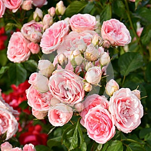 Pink roses on a rosebush in a garden photo