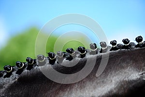 Detail of some plaits photo