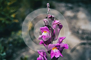 Detail of some purple flowers and buds of antirrhinum majus on the tip of a stem