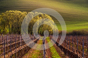 Detail of South Moravian field, Czech republic.