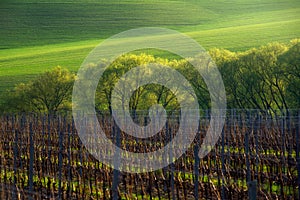 Detail of South Moravian field, Czech republic.