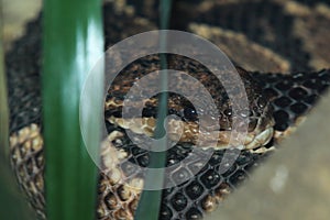 Detail of southern American bushmaster photo