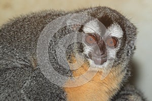 Southern Bolivian Night monkey