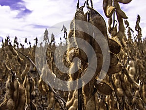 Detail of soy plant in field with selective focus
