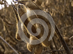 Detail of soy plant in field with selective focus