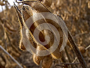 Detail of soy plant in field with selective focus