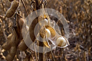 Detail of soy plant in field with selective focus