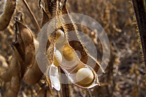 Detail of soy plant in field with selective focus