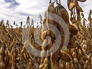 Detail of soy plant in field with selective focus