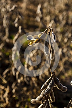 Detail of soy plant in field with selective focus, in Brazil