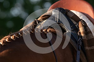 Detail of a spanish saddle and braided horse photo