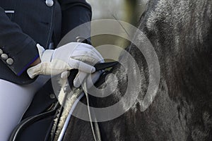Detail of the special dressage breed Friesian Horse in black with shiny fur riding in a paddock